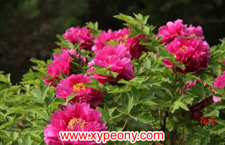 �������ձ�Ʒ�֣�