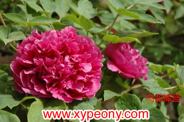 ������ʢ