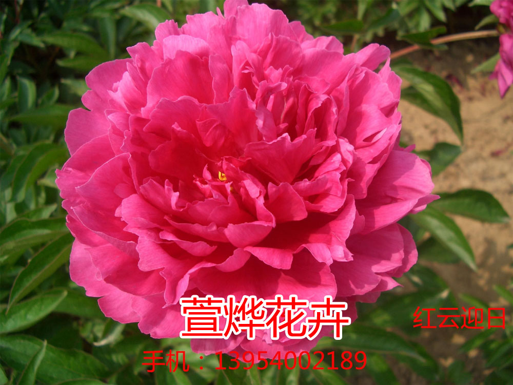 ����ӭ��