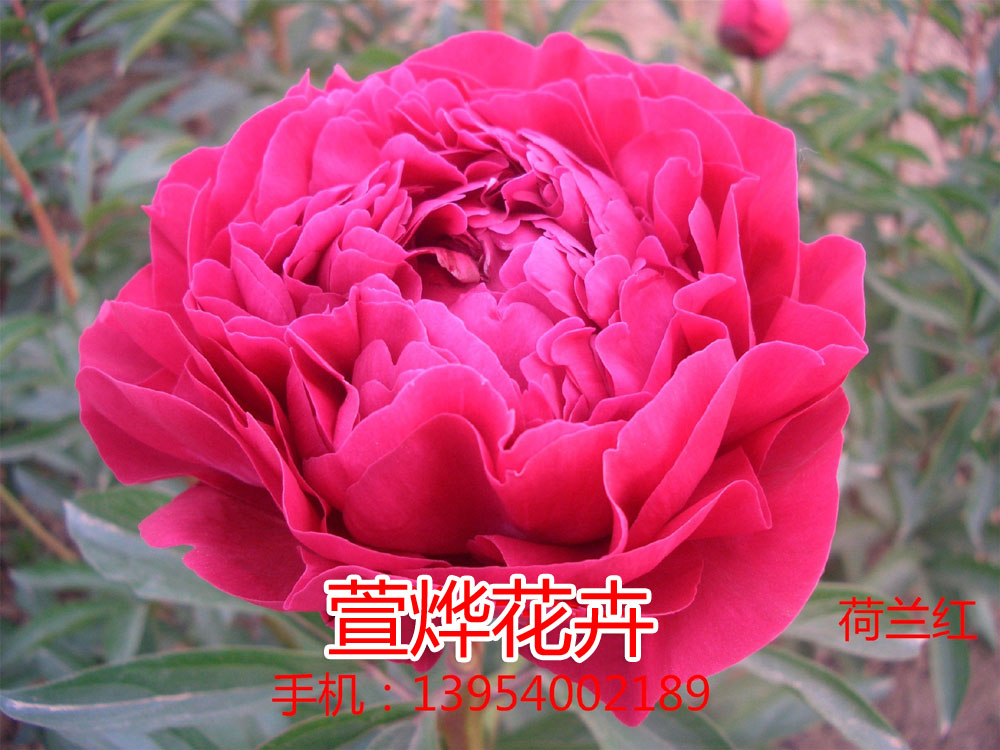 �����죨����Ʒ�֣�