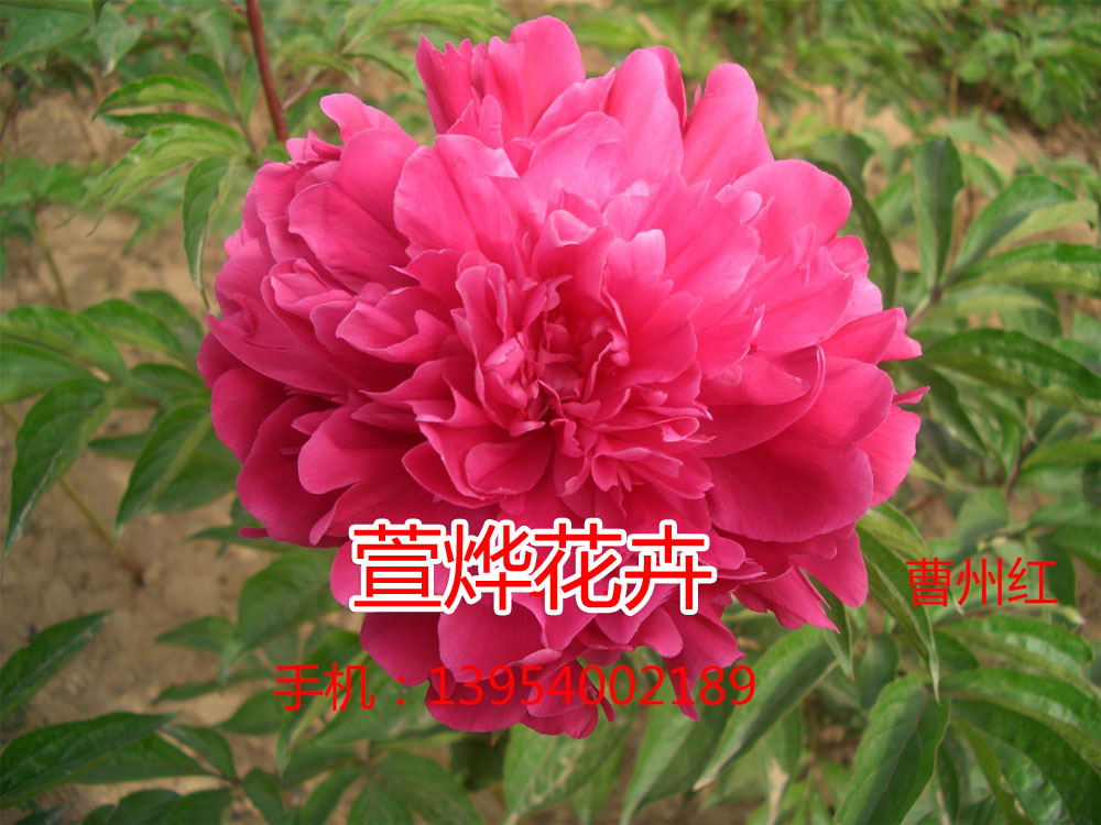 曹州红