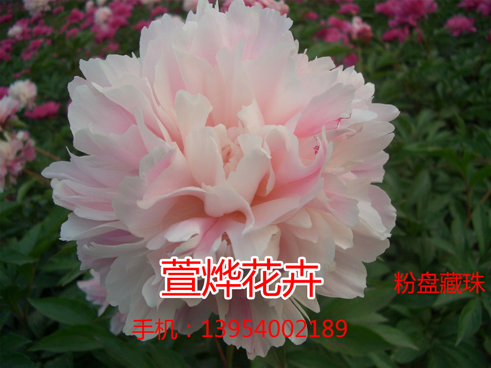 ���̲���