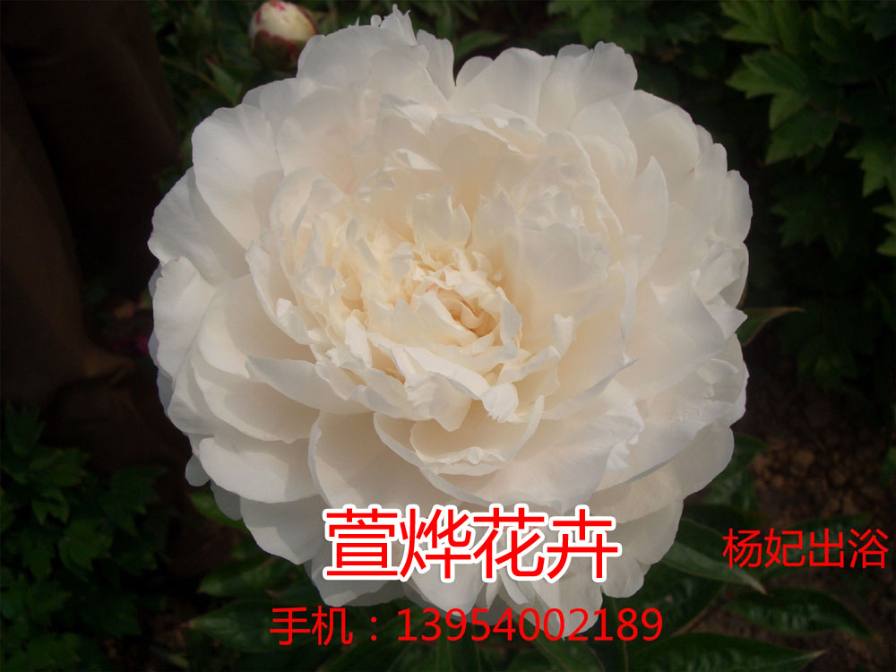 ������ԡ