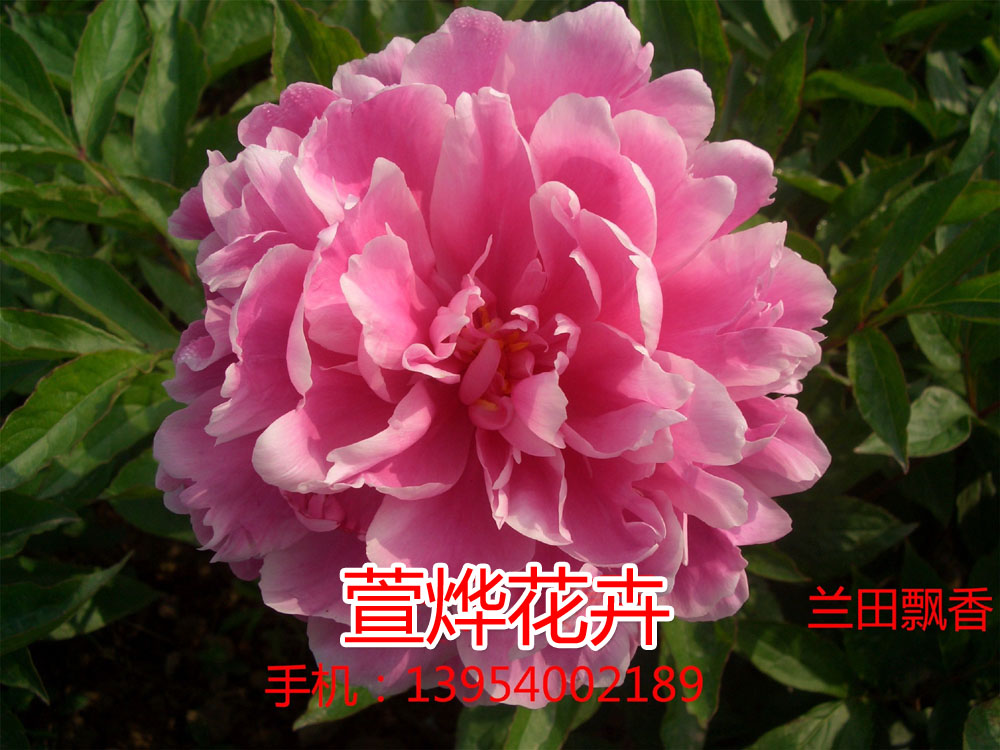 ����Ʈ��