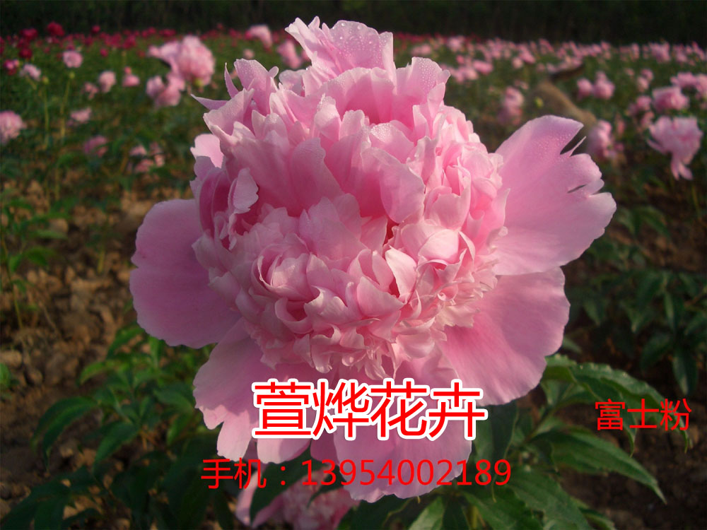 ��ʿ�ۣ��ձ�Ʒ�֣�