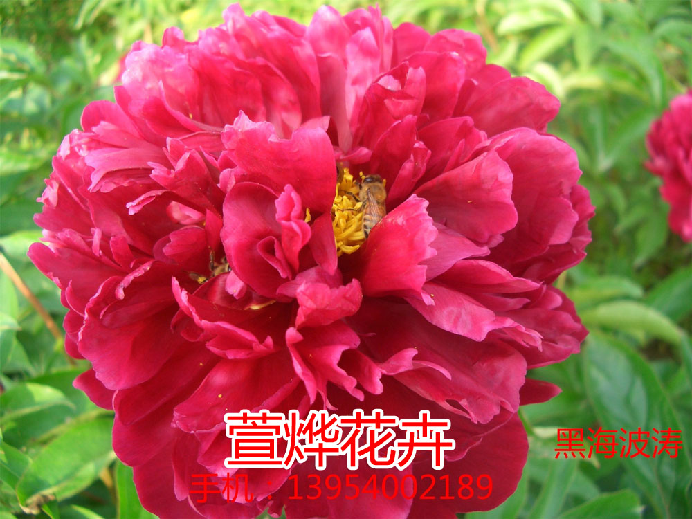 �ں�����