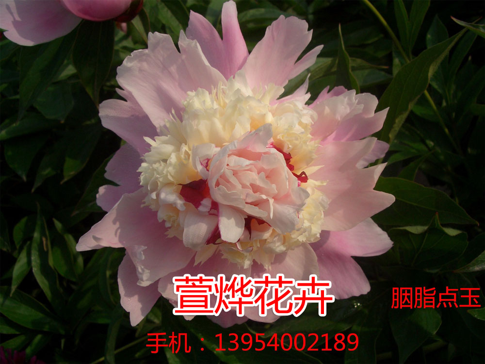 ��֬����