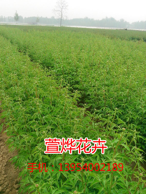 �л�����