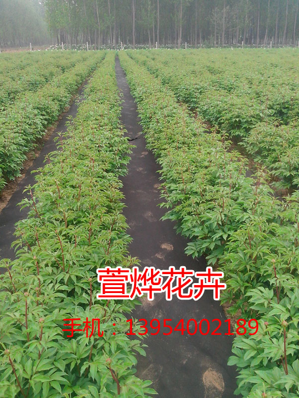 �л�����2