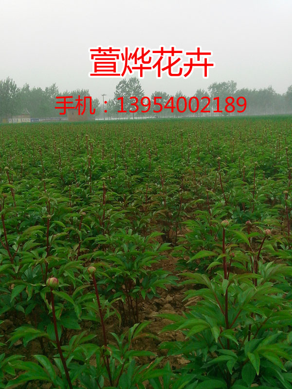 �л�����3